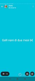 Galli