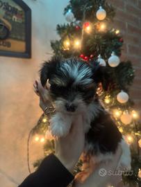 Cuccioli Biewer mini toy