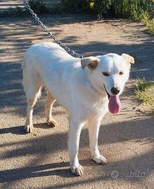 Roger è ancora in attesa di trovare casa