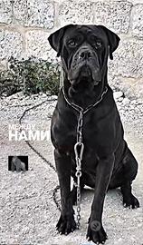 Cane corso stallone per monte