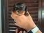 Immagine 5
