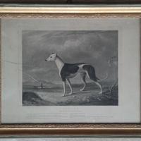 Incisione levriero Rattler con cornice antica, 800
