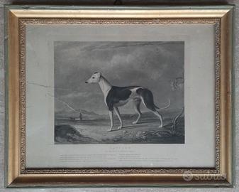 Incisione levriero Rattler con cornice antica, 800