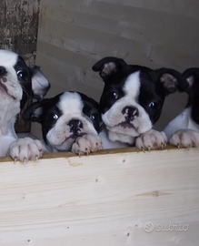 Cucciolo di boston terrier