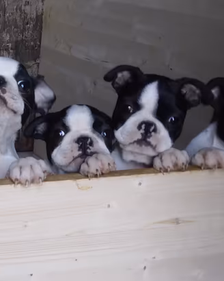 Cucciolo di boston terrier