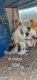 Brahma