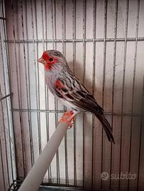 Canarini agata rosso mosaico