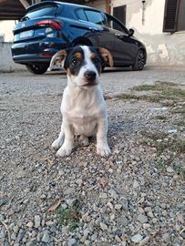 Cuccioli juck russel