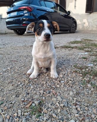 Cuccioli juck russel