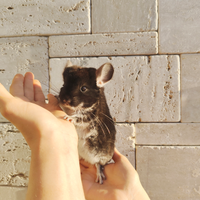 Cincillà black velvet