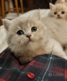 Scottish Straight Lilac