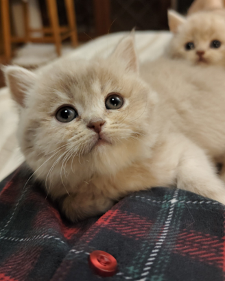 Scottish Straight Lilac