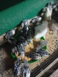 Pulcini di galline sebright