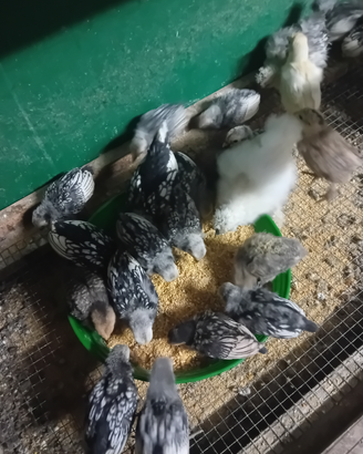 Pulcini di galline sebright