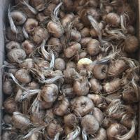 Bulbi di zafferano certificati Ruop