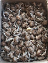 Bulbi di zafferano certificati Ruop