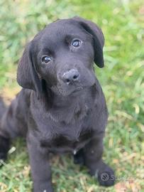 Cuccioli Labrador color nero