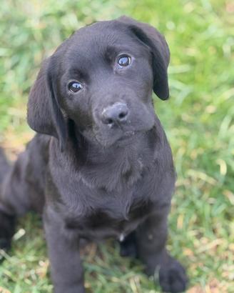 Cuccioli Labrador color nero