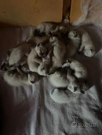 Cuccioli gattini siamesi thai