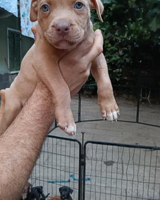 Cuccioli American Pit bull terrier maschi e femmin