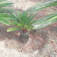 cycas 