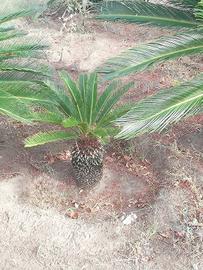 cycas 
