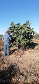 Piante di Fichi