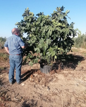 Piante di Fichi
