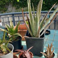Varie tipologie Aloe, piante succulente