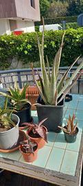 Varie tipologie Aloe, piante succulente