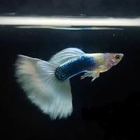 Guppy 