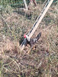 Galletti di gallina livornese collo argento