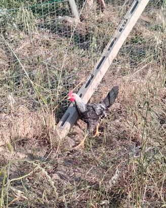 Galletti di gallina livornese collo argento