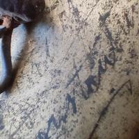 K. Zildjian "Istanbul" (or Constantinople) cymbal,