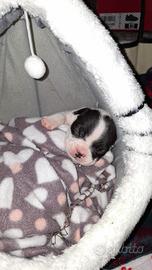 Cucciolo di bulldog francese