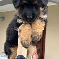 Cuccioli di pastore tedesco