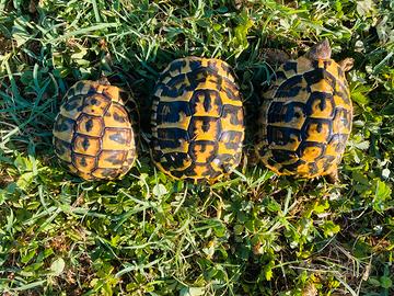 Tartarughe di terra