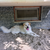 Simil Maremmanno di un anno e mezzo