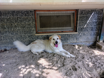 Simil Maremmanno di un anno e mezzo