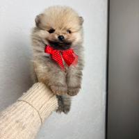 Spitz TOY cucciolo pomerania maschio 2 mesi