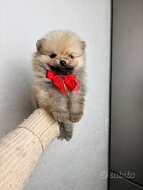 Spitz TOY cucciolo pomerania maschio 2 mesi