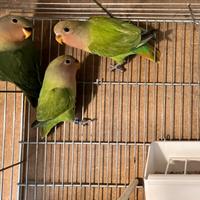 Inseparabili roseicollis