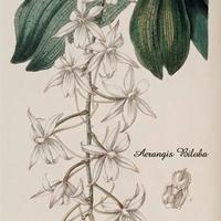Poster Aerangis Biloba orchidea