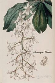 Poster Aerangis Biloba orchidea