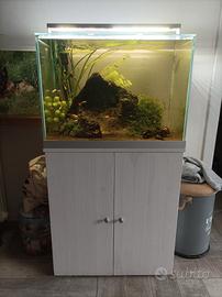 acquario completo. con Guppy