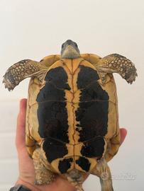 Tartarughe di terra
