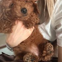 Barboncini Toy Red Disponibili