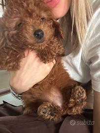 Barboncini Toy Red Disponibili