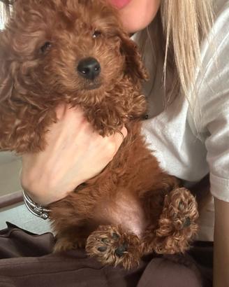 Barboncini Toy Red Disponibili