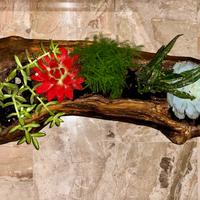 Tronco naturale scavato, pezzo unico